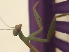 Stagmomantis limbata