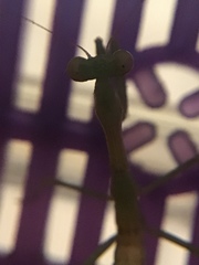 Stagmomantis limbata