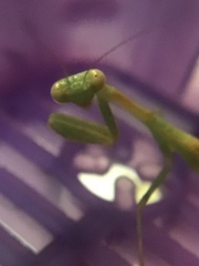 Stagmomantis limbata