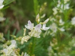 Astragalus tenellus