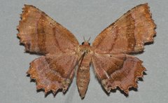 Cepphis armataria