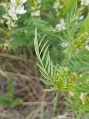 Astragalus tenellus