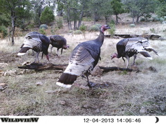 Meleagris gallopavo mexicana