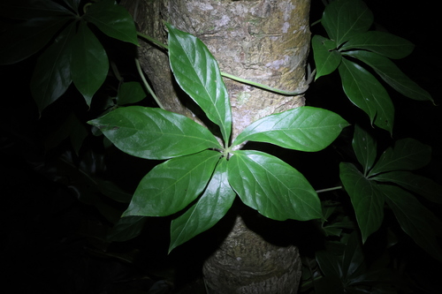 Dioscorea cumingii (Dioscorea cumingii)