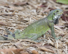 Iguana iguana