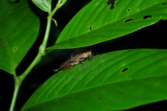 Eschatoceras punctifrons
