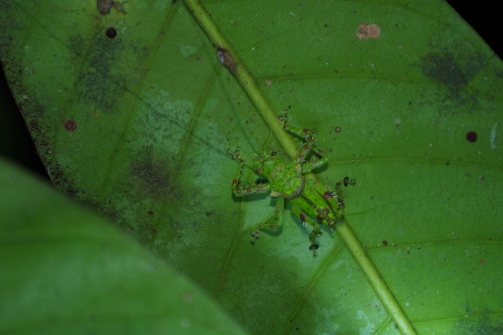 Loboscelis