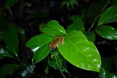 Boana calcarata