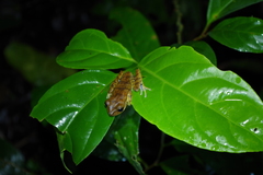 Boana calcarata