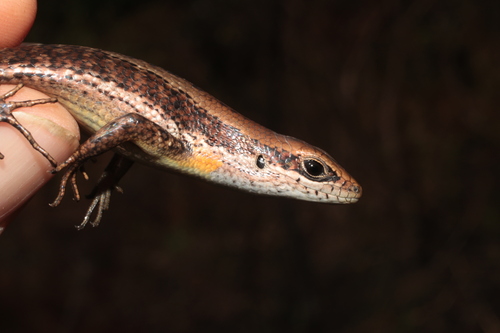 Guinea Mabuya