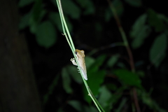 Osteocephalus planiceps