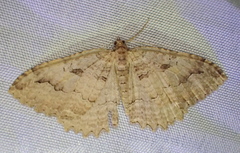 Triphosa