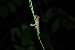Osteocephalus planiceps