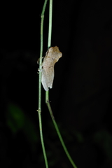 Osteocephalus planiceps