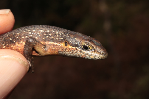 Speckle-lipped Mabuya