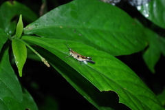 Xiphiola cyanoptera