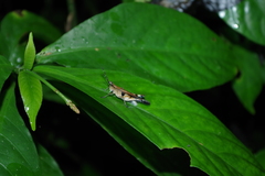 Xiphiola cyanoptera