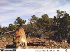 Puma concolor couguar