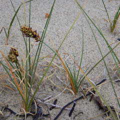 Carex sabulosa