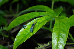 Diactor bilineatus