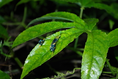Diactor bilineatus