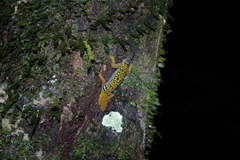 Gonatodes concinnatus