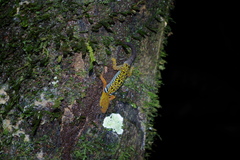 Gonatodes concinnatus