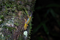 Gonatodes concinnatus