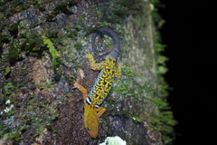 Gonatodes concinnatus