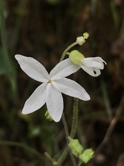 Lithophragma bolanderi