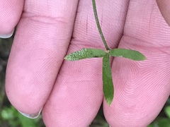 Lithophragma bolanderi