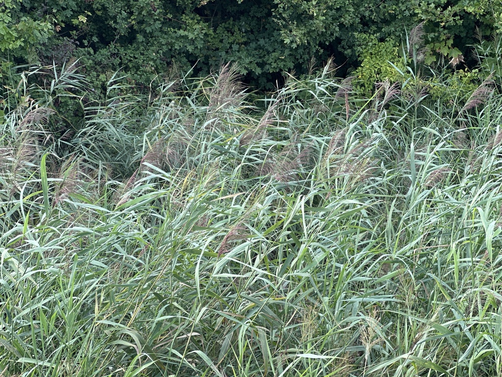 common reed from Magazine Road, Southend-On-Sea, England, GB on ...