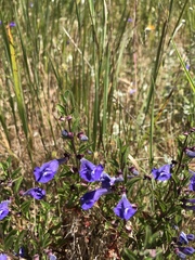Scutellaria antirrhinoides