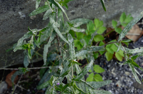 Podosphaera epilobii (Wallr.) de Bary