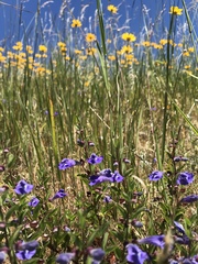 Scutellaria antirrhinoides