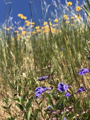 Scutellaria antirrhinoides