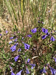 Scutellaria antirrhinoides
