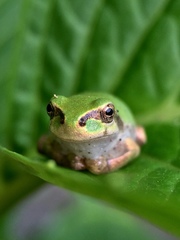 Hyla japonica