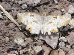 Antigonus emorsa