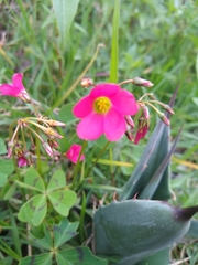 Oxalis tetraphylla