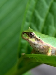 Hyla japonica