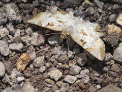 Antigonus emorsa