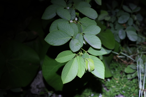 Image of Dendrolobium umbellatum by (c) 林正文, some rights reserved (CC BY)