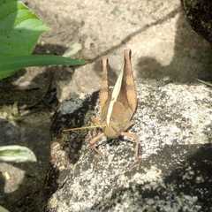 Cyrtacanthacridini