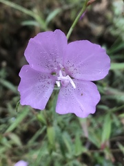 Clarkia bottae