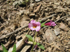 Diplacus torreyi