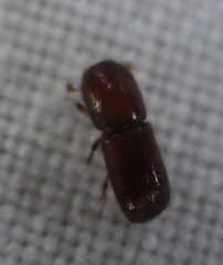 Xyleborus
