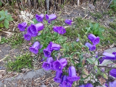 Campanula medium
