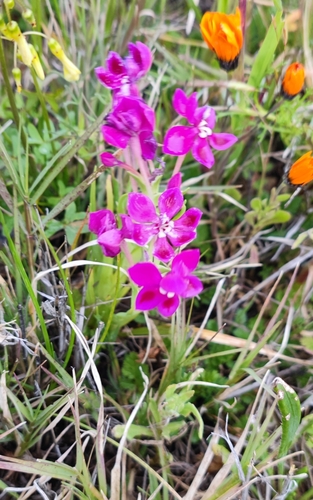 Lapeirousia silenoides