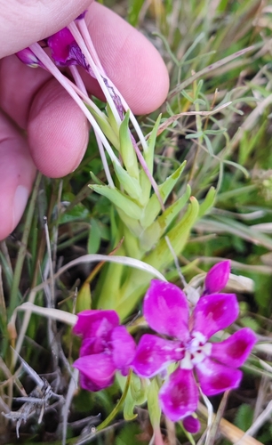 Lapeirousia silenoides